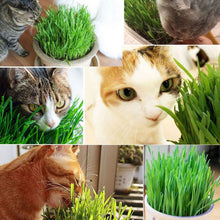 Load image into Gallery viewer, 300pcs/Pack Cat Grass 100% High Quality And High Survival Rate Natural Cat Grass Cat Hairball Control Toy
